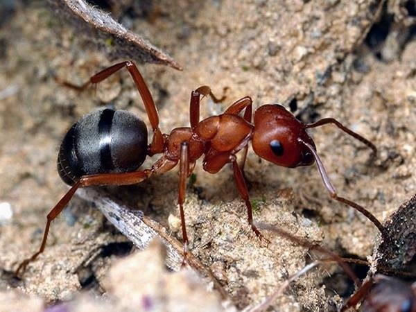 муравьи в ванной